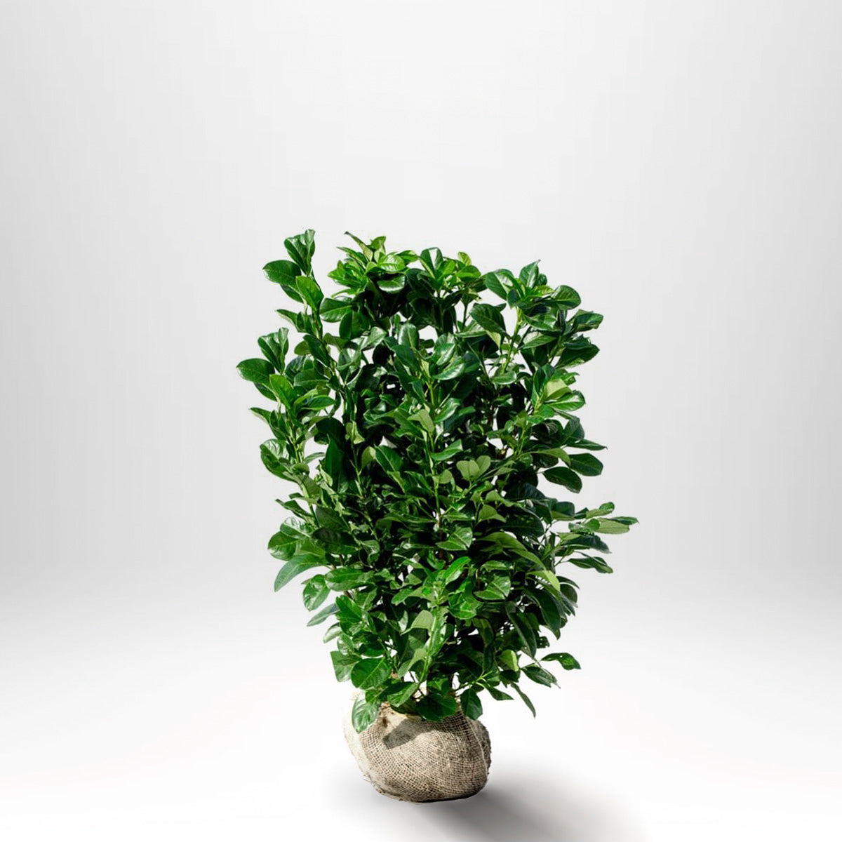 Laurel Novita RB - Prunus laurocerasus - Rotklump